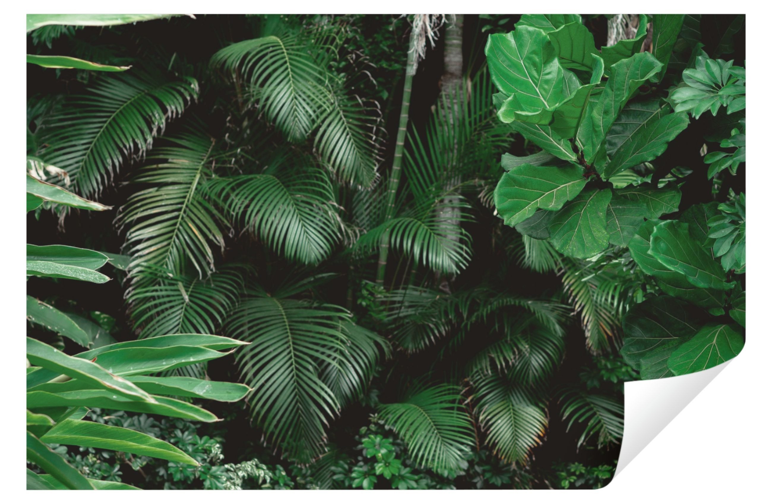 Wallarena Fototapete Dschungel Blätter Grün Wald Natur Landschaft Wohnzimmer Schlafzimmer, Glatt, Dschungel, Tapete inklusive Kleister Vliestapete Motivtapete