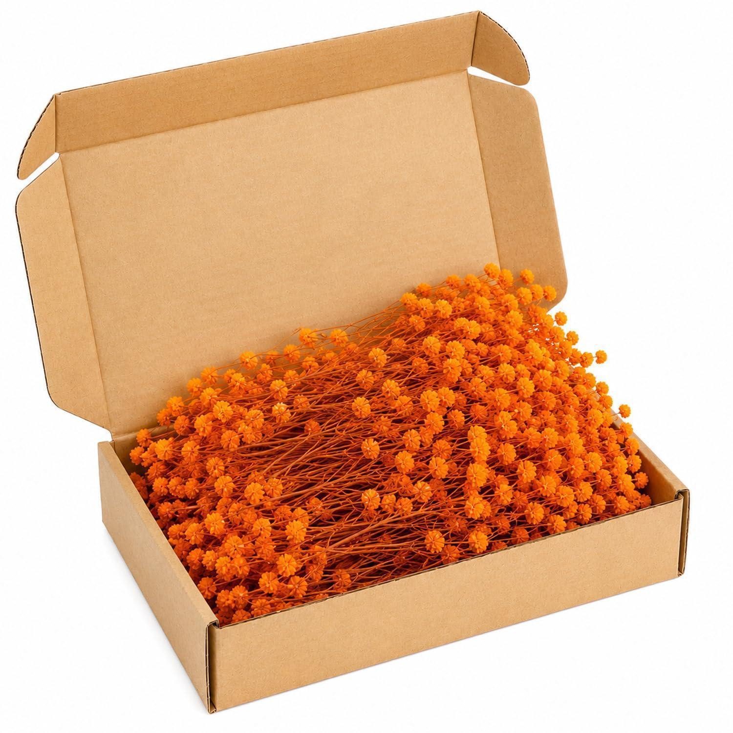 Trockenblume Trockenblumen Schleierkraut Orange 50 Stiele, LuxusKollektion, Höhe 1 cm