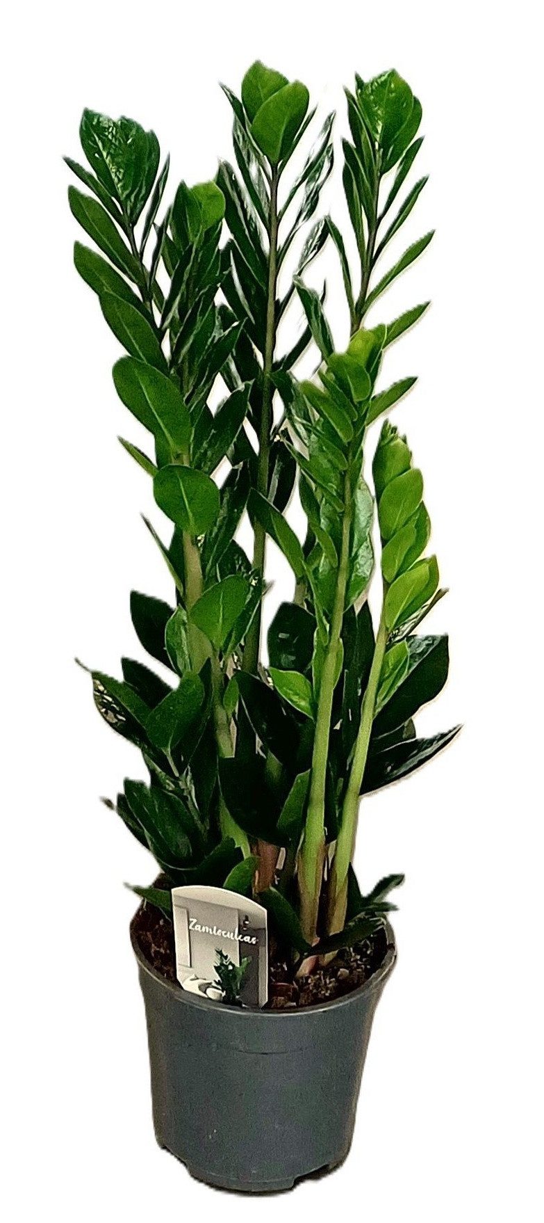 meinvipshop Zimmerpflanze Glücksfeder Zamioculcas 85cm Zimmerpflanze