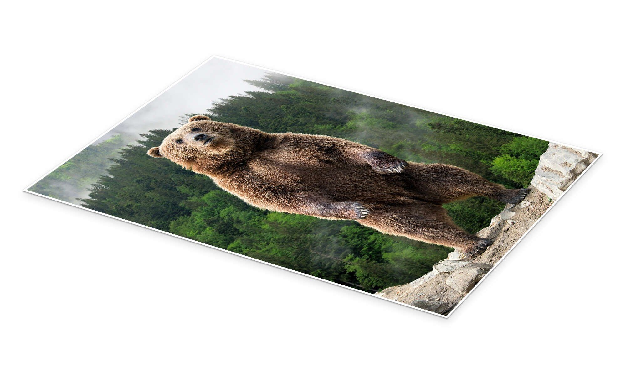 Posterlounge Wandbild Großer Braunbär, Animal Portrait Photography, erhältlich als Poster, Leinwandbild, Wandsticker oder Acrylglasbild – Bild 2 von 5