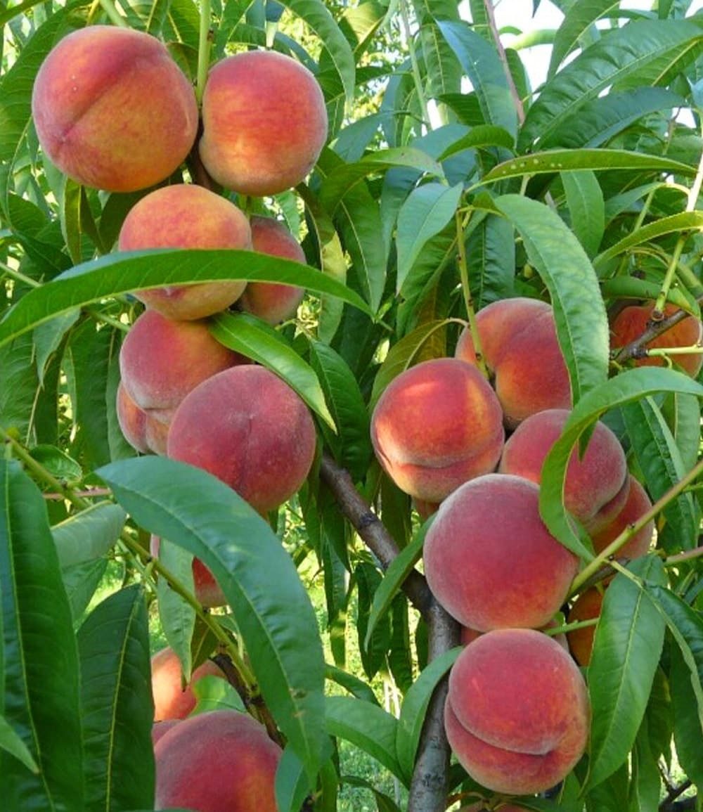 BALDUR Garten Pfirsichbaum Pfirsich 'Majorita®', 1 St., Neuzüchtung, winterhart, mehrjährig, pflegeleicht, robust