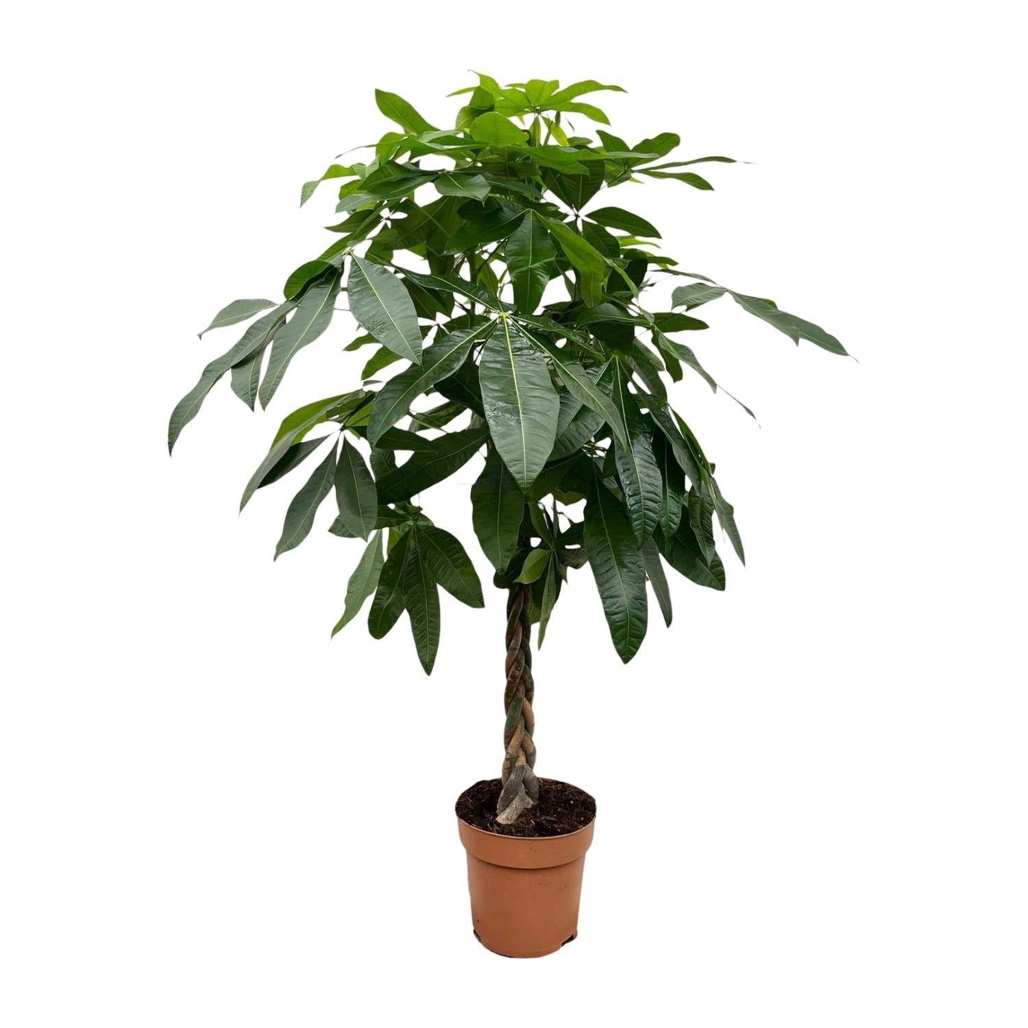 Florora Zimmerpflanze Pachira Aquatica - Glückskastanie - 180 cm – Topf ab Ø30 cm