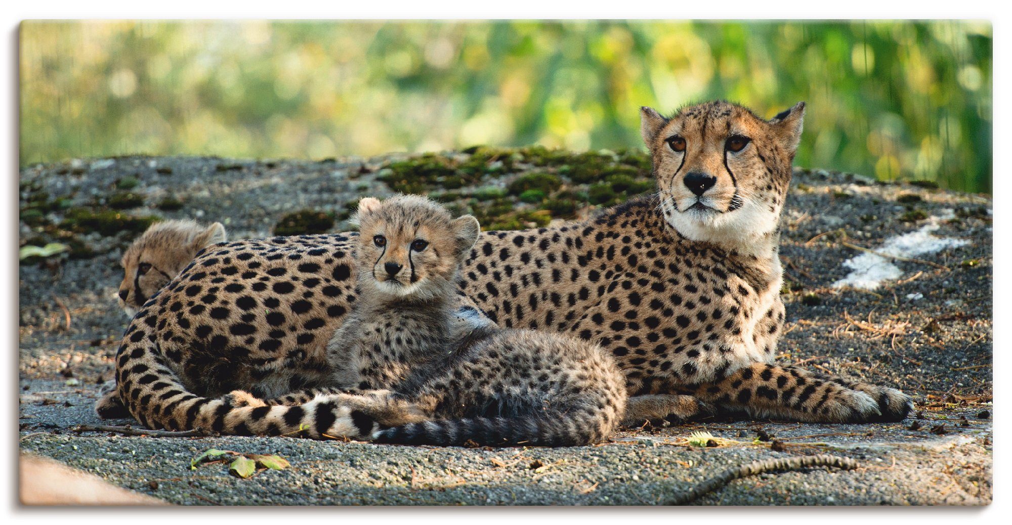 Artland Leinwandbild Gepard 2, Wildtiere (1 St), auf Holzrahmen gespannt