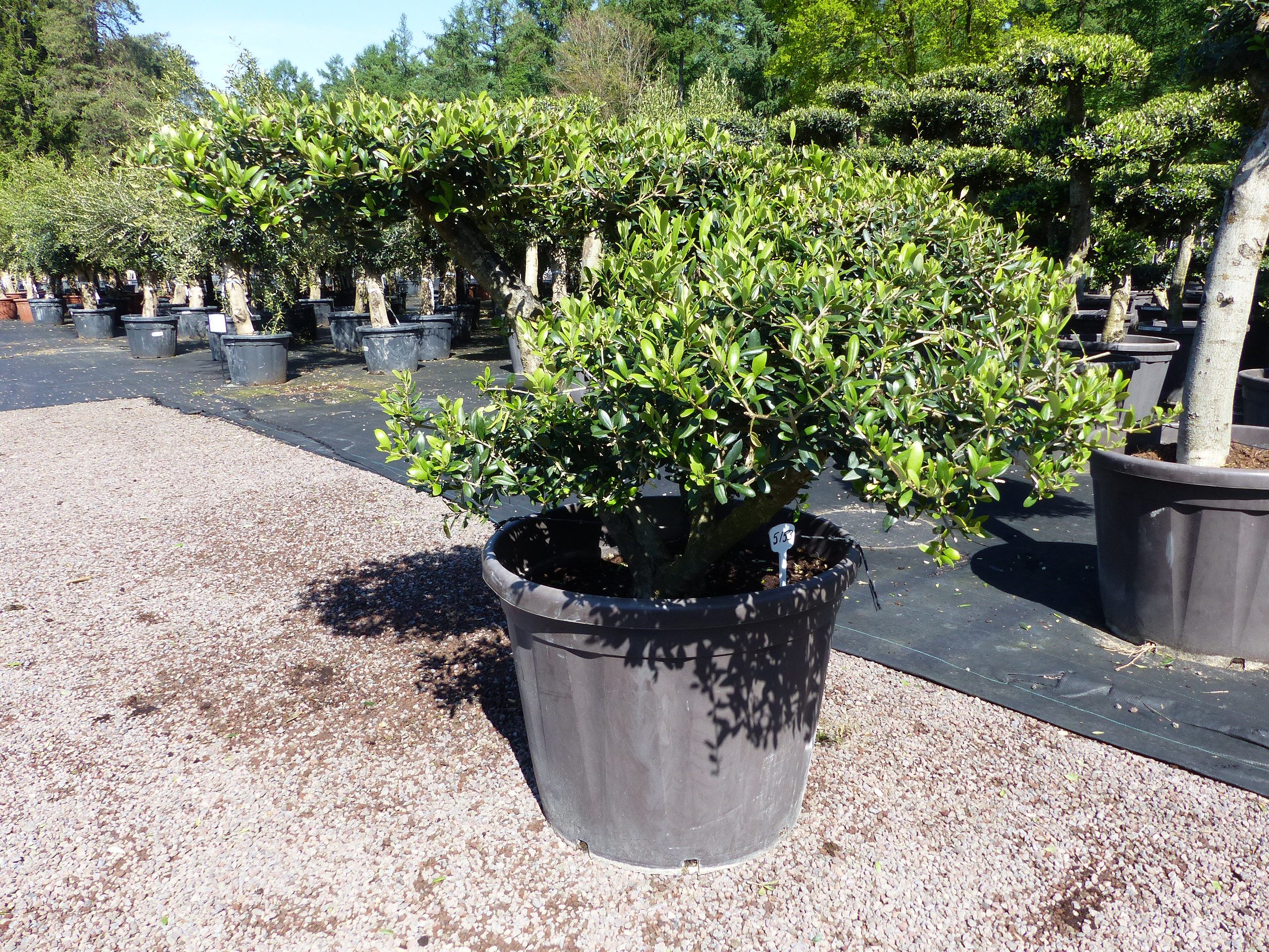 gruenwaren jakubik Olivenbaum Olivenbaum Pon Pon 120/125 cm Bonsai Formgehölz Gartenbonsai
