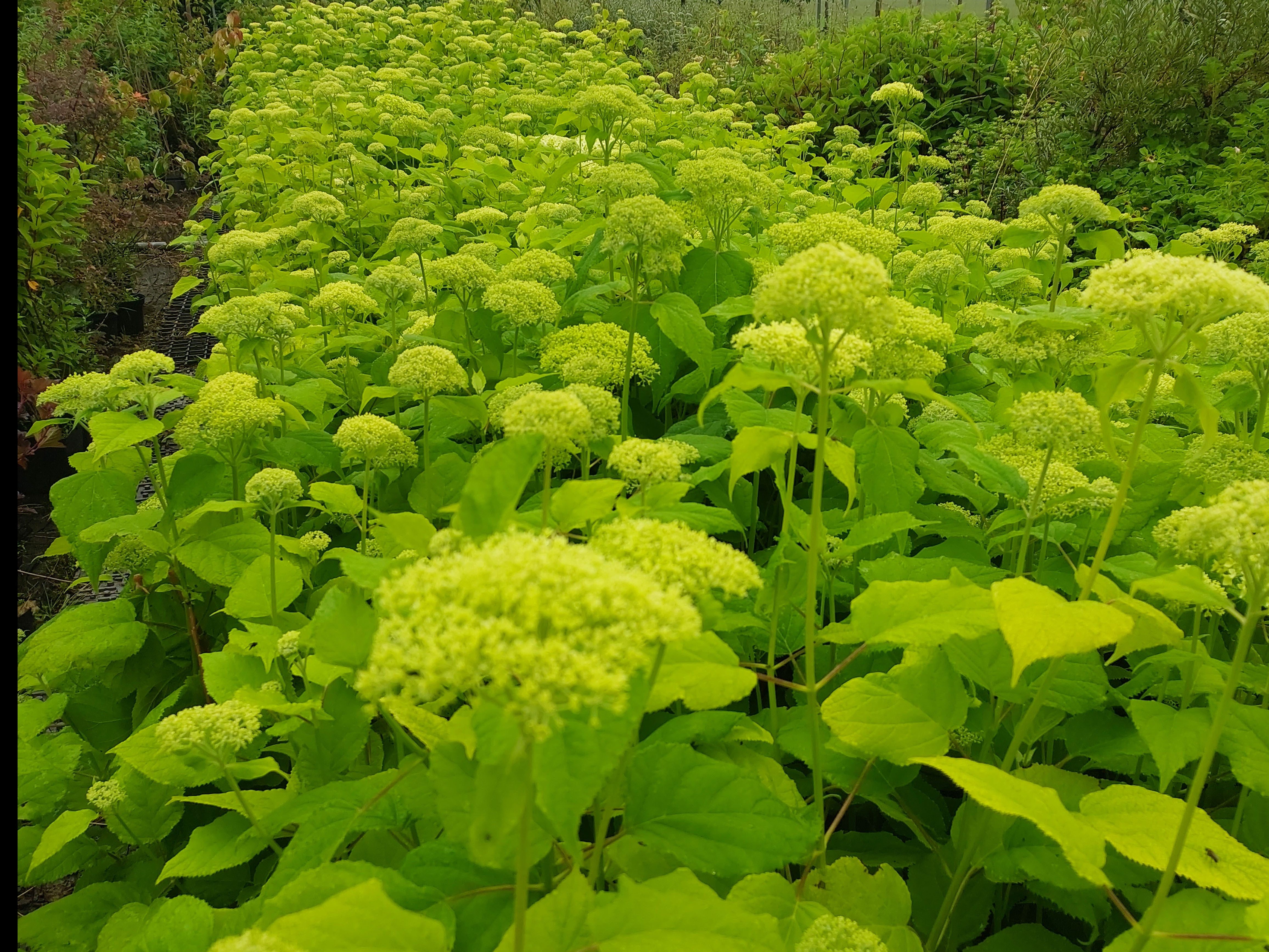 Baumschule Gold Zierstrauch Schneball Hortensie 'Annabell'