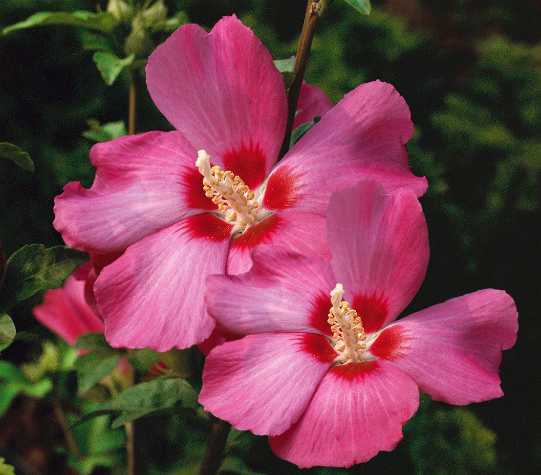 Dehner Zierstrauch Hibiskus Silke, kompakter Wuchs, Hibiscus syriacus, rosa, Garten-Eibisch, viele malvenähnliche Blüten
