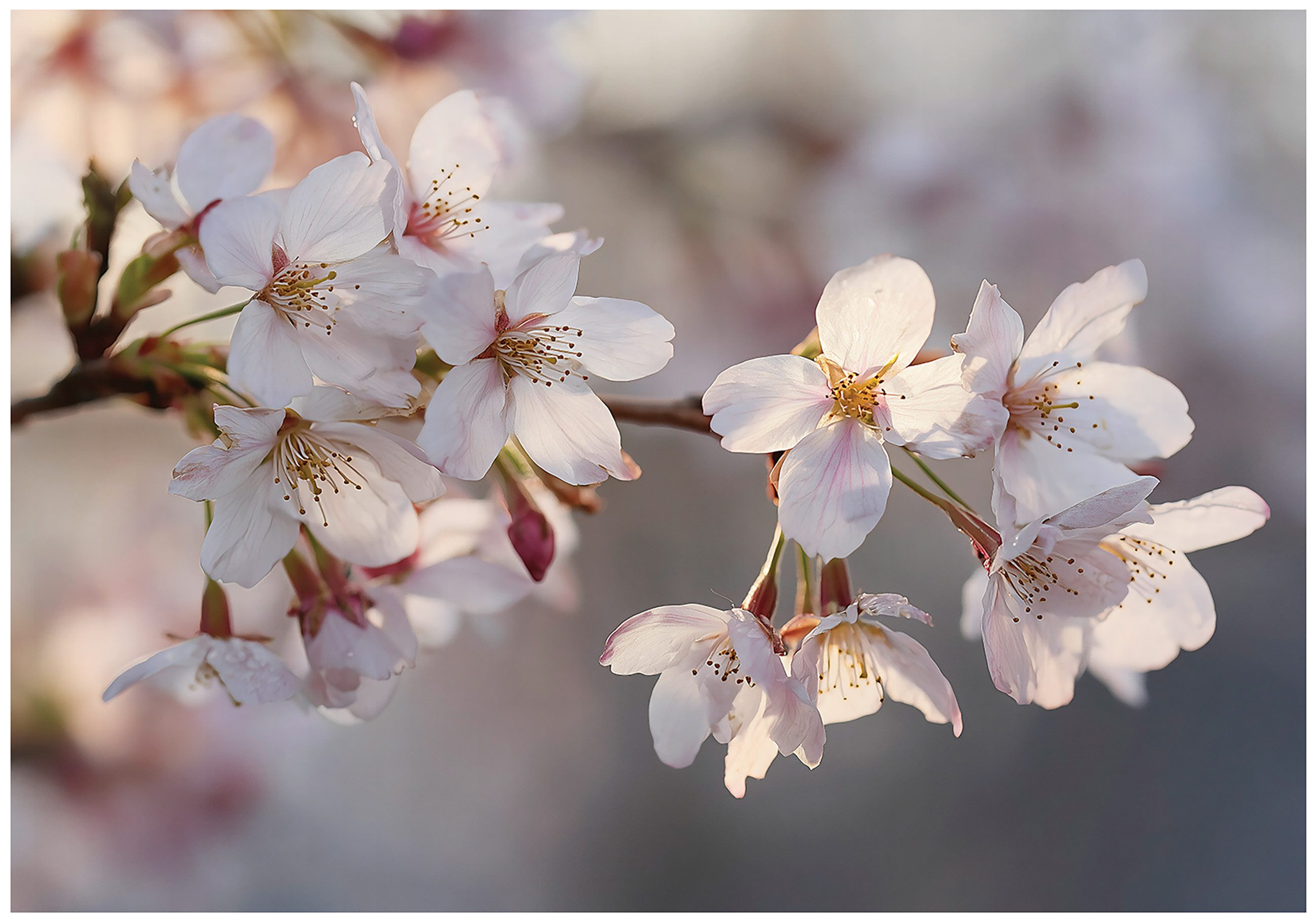 Fototapete Blumen Rosa Natur Vlies Tapete Wohnzimmer Schlafzimmer Wandtapete