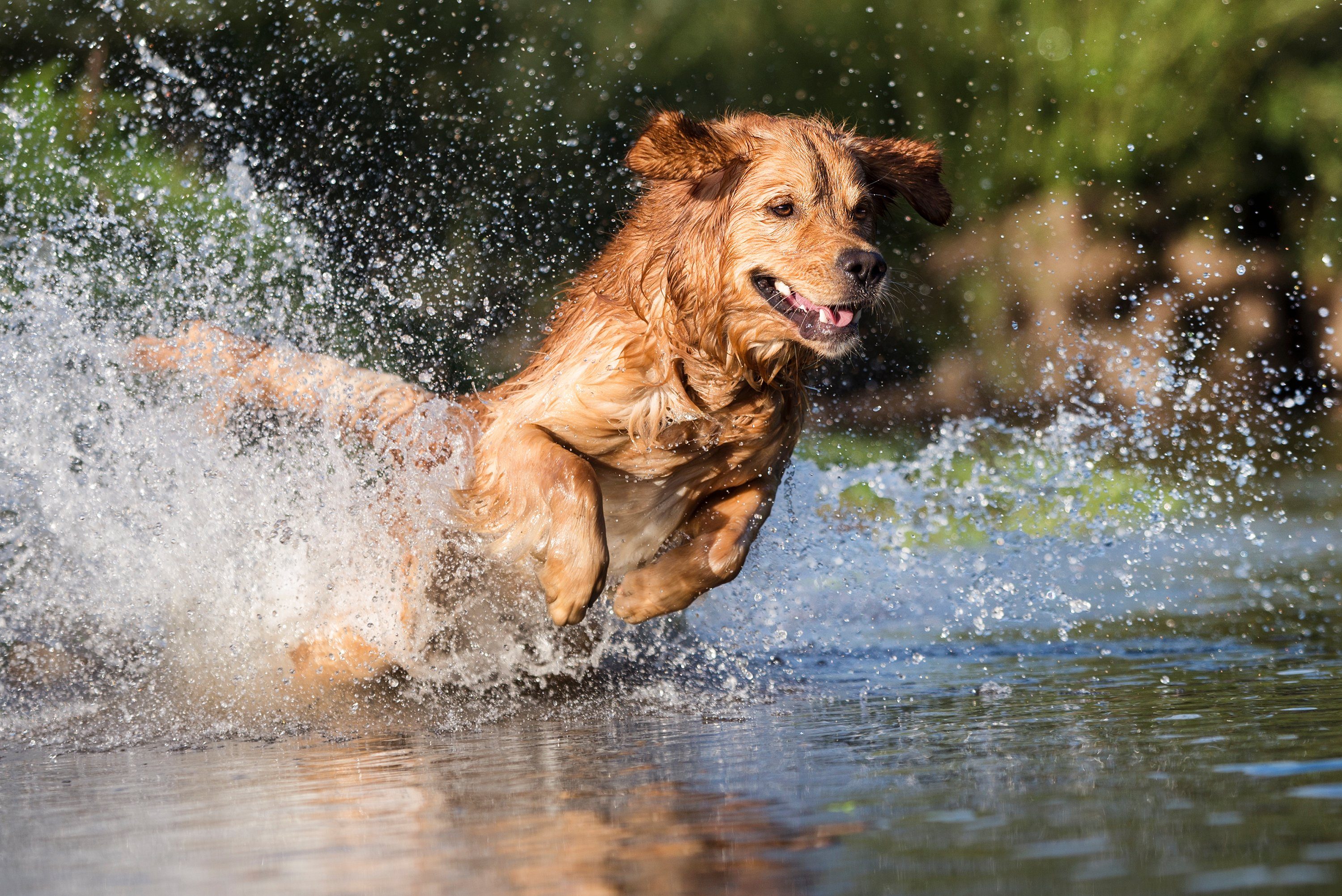 Skipdawg Hunde-Ballschleuder Launcher, Skipdawg Griff Ballschleuder Ausklappbarer