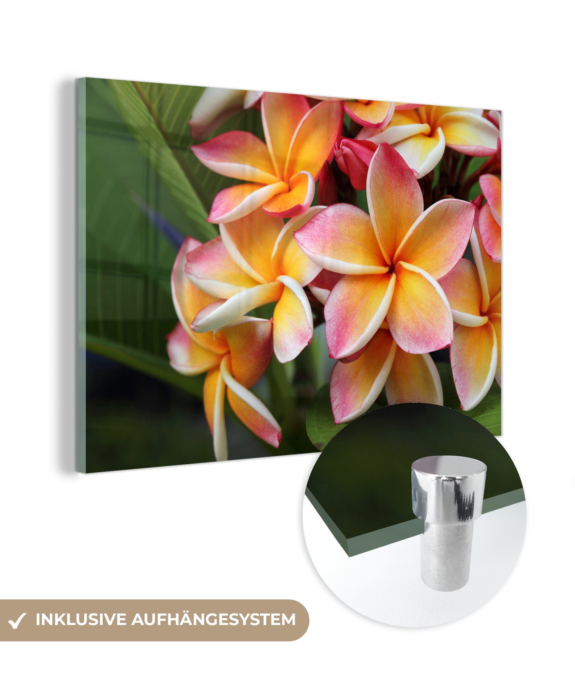 MuchoWow Acrylglasbild Blumen - Plumeria - Orange, (1 St), Acrylglasbilder Wohnzimmer & Schlafzimmer