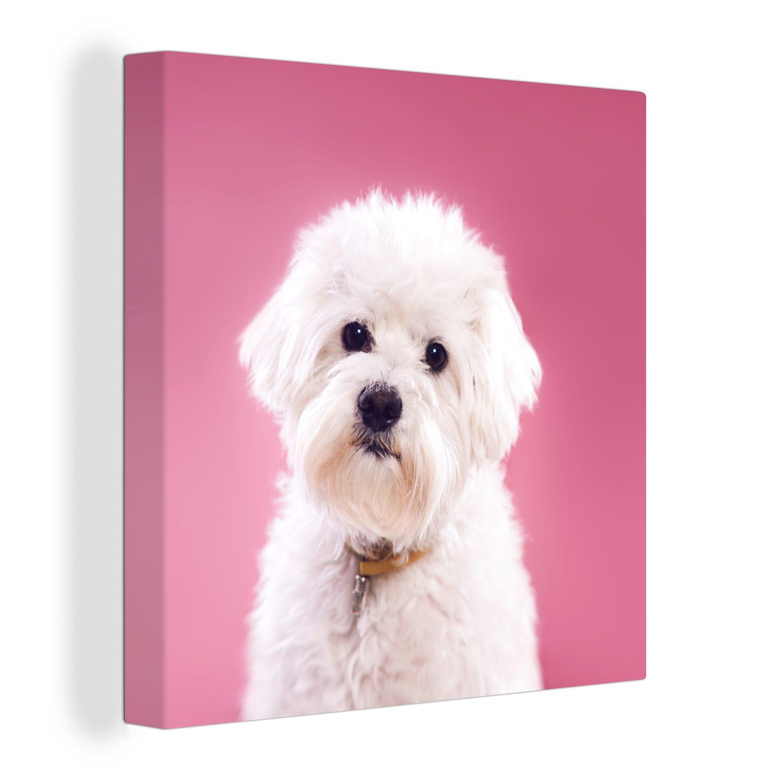 OneMillionCanvasses® Leinwandbild Malteser Hund mit rosa Hintergrund, (1 St), Leinwand Bilder für Wohnzimmer Schlafzimmer