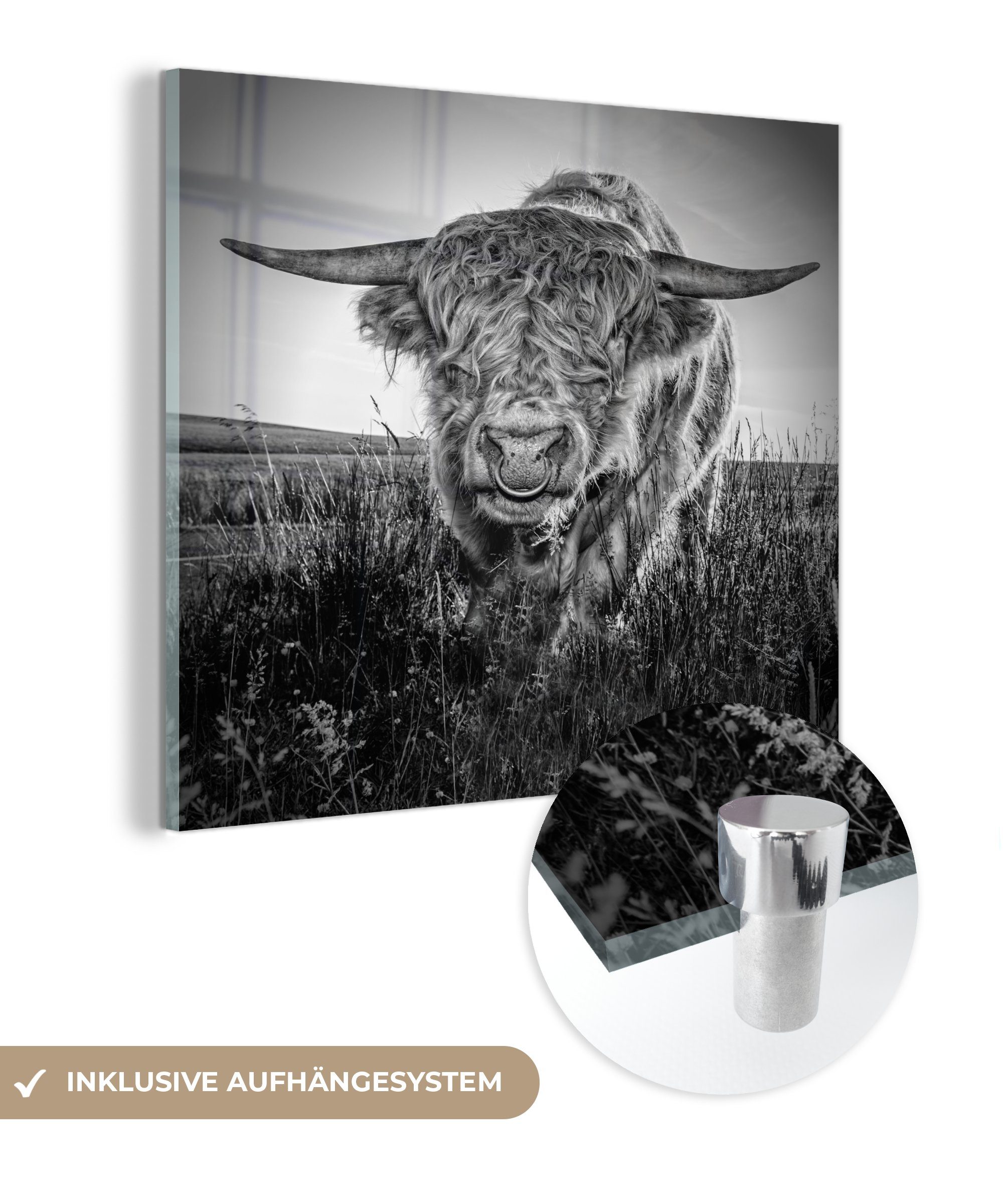 MuchoWow Acrylglasbild Scottish Highlander - Gras - Schwarz - Weiß, (1 St), Glasbilder - Bilder auf Glas Wandbild - Foto auf Glas - Wanddekoration bunt