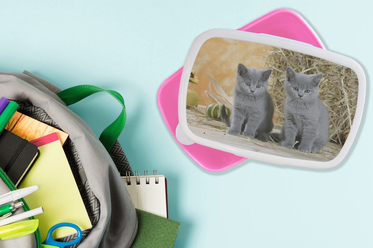 Hintergrund, mit Kunststoff Brotbox Kinder, Brotdose Zwei Mädchen, Lunchbox im für Britisch-Kurzhaar-Kätzchen rosa Snackbox, Kunststoff, Heu MuchoWow Erwachsene, (2-tlg),