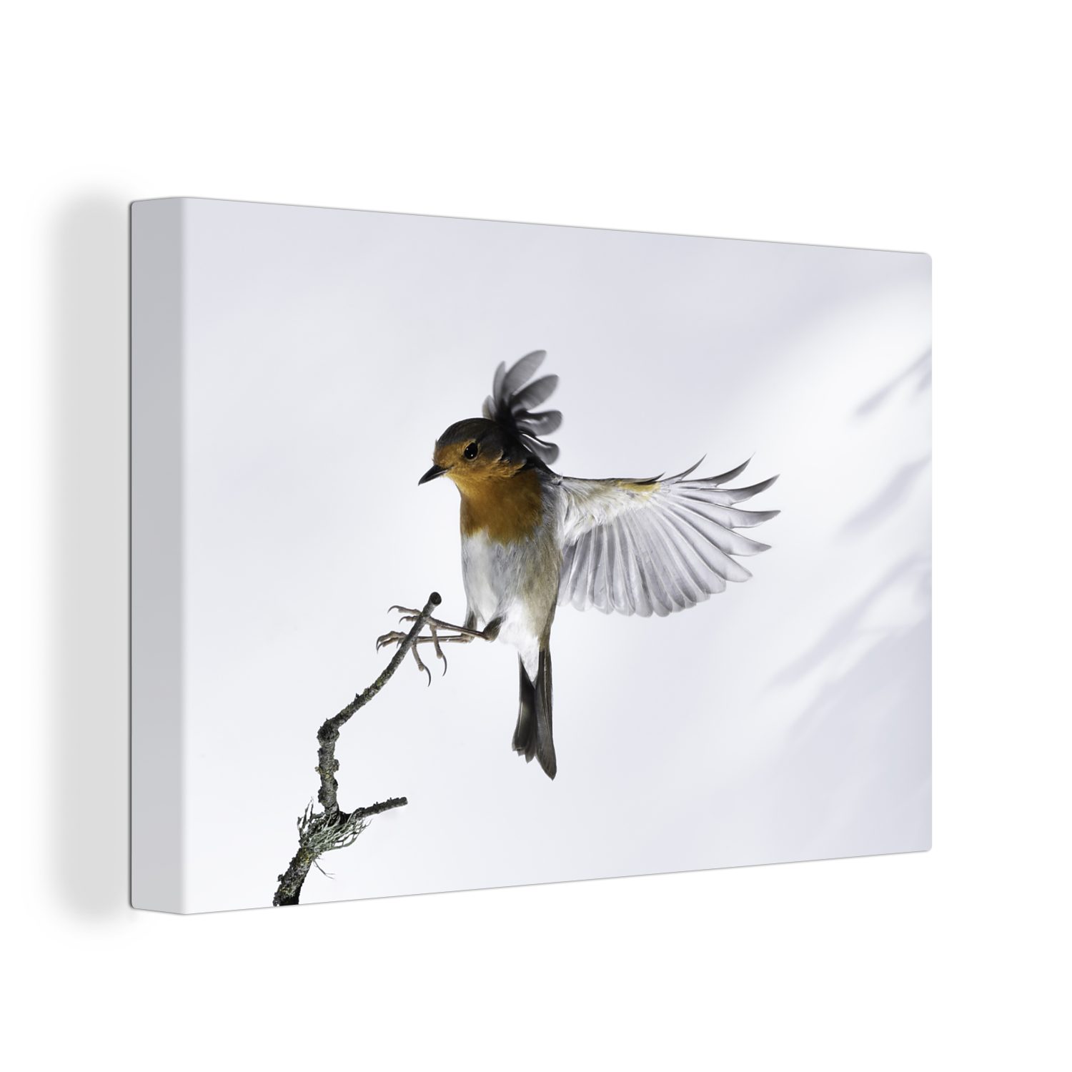 OneMillionCanvasses® Leinwandbild Robin - Zweig - Tiere, (1 St), Wandbild Leinwandbilder, Aufhängefertig, Wanddeko, 30x20 cm