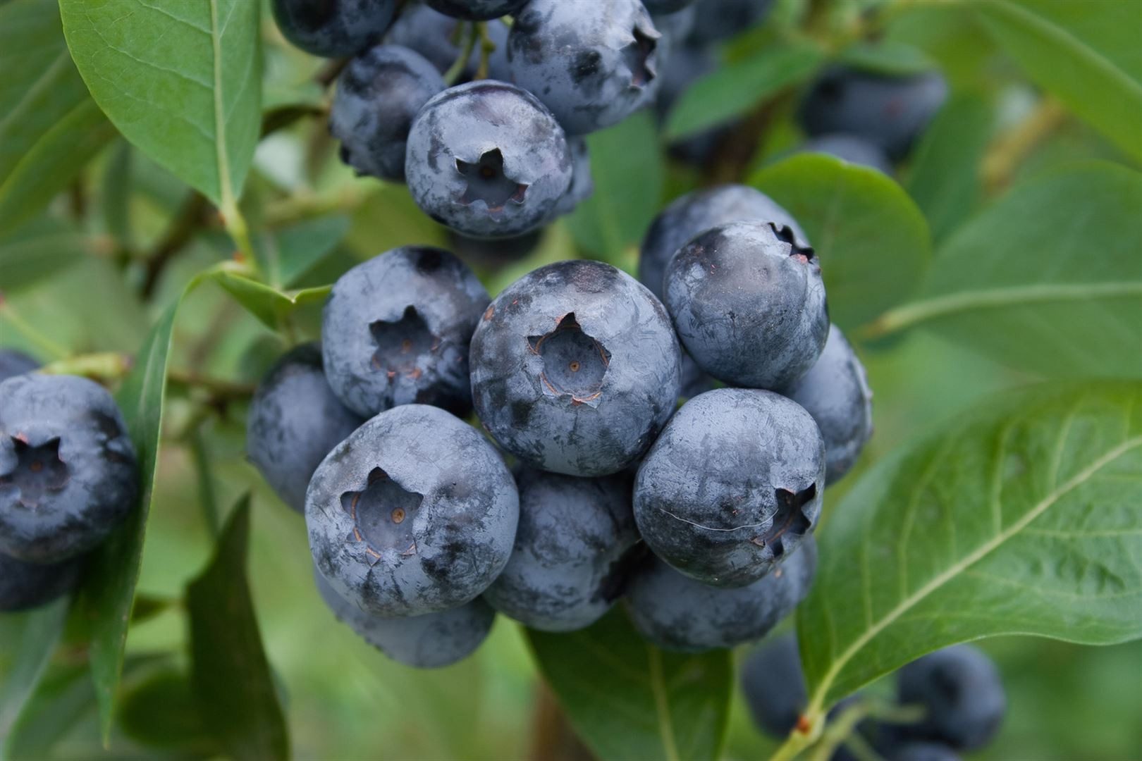 Pflanzen für Dich Obstpflanze Vaccinium corymbosum Elliot, 1 St., Kulturheidelbeere, Blaubeere, Heidelbeere, spätreifend, blaue Beeren