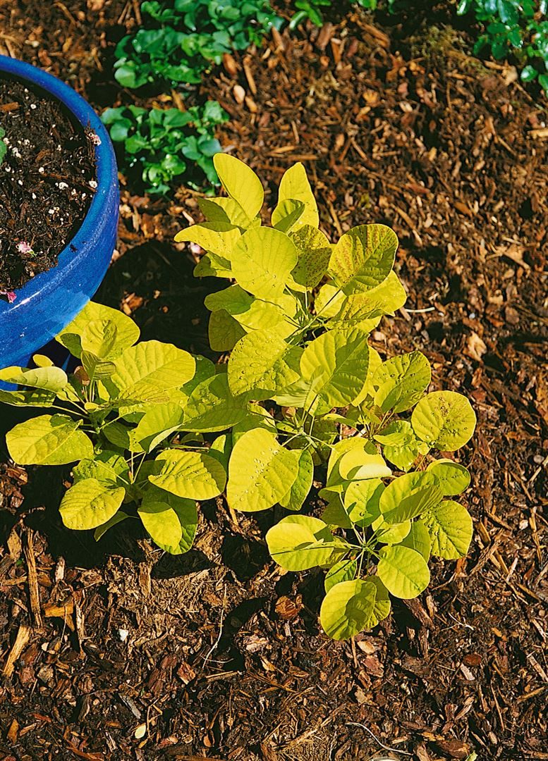 Pflanzen für Dich Gehölze Cotinus coggygria Golden Spirit, 1 St., Perückenstrauch, Gelber Perückenstrauch