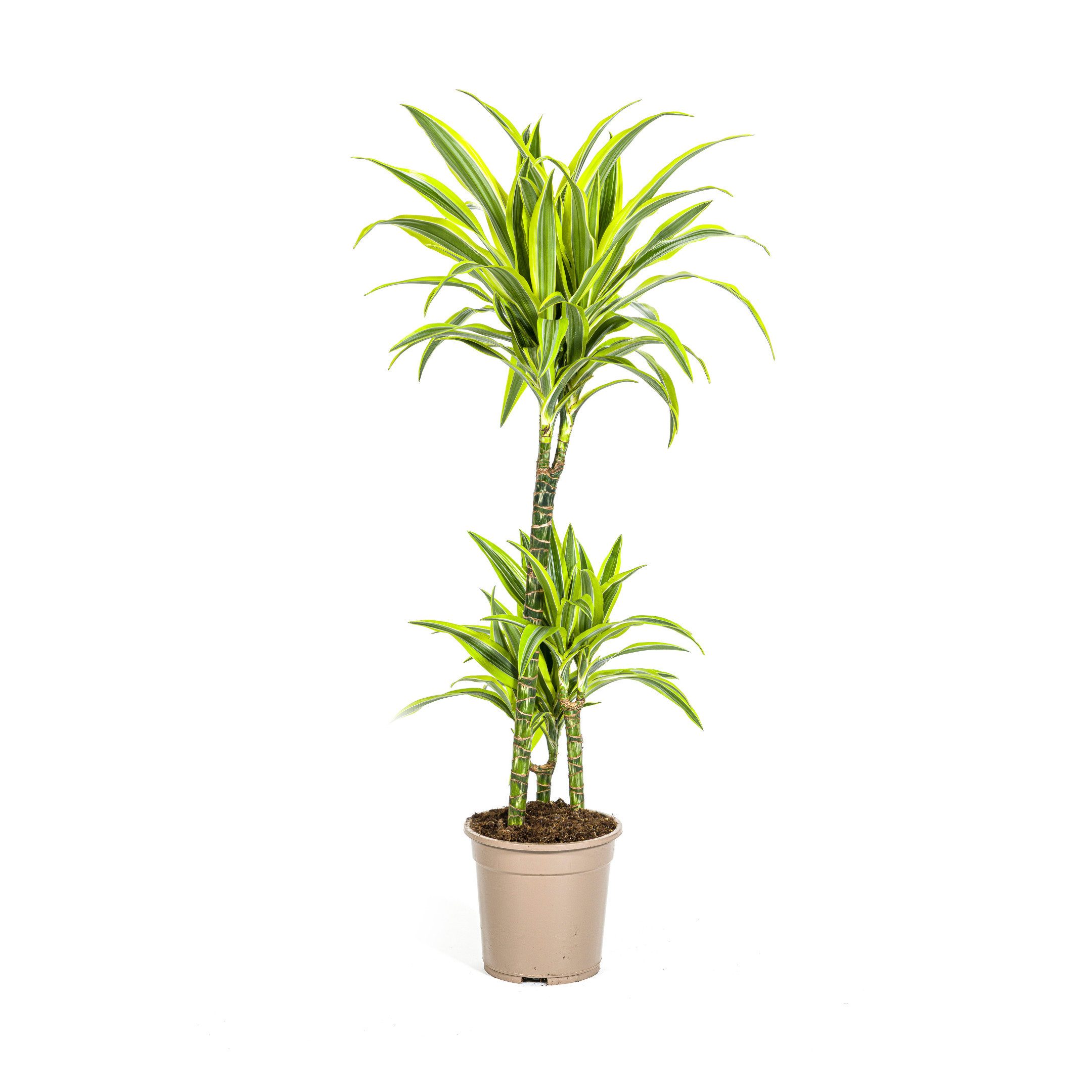 Exotenherz Zimmerpflanze Drachenbaum - Dracaena dermensis "Lemon Lime" - Grünpflanze Solitär