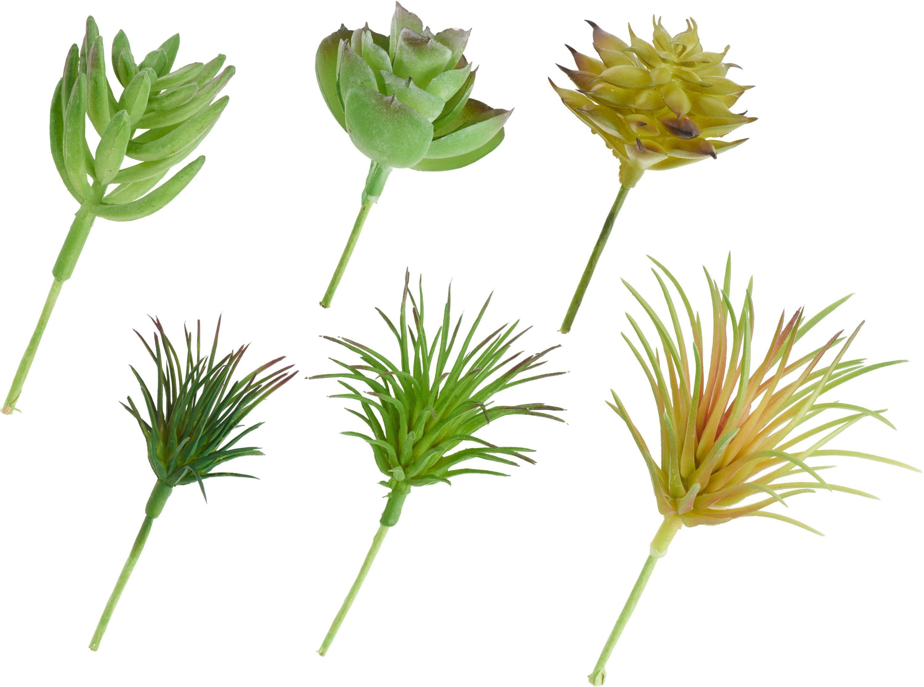 Kunstblume Sukkulenten Mix, DPI, 6 Stück 12 cm günstig online kaufen