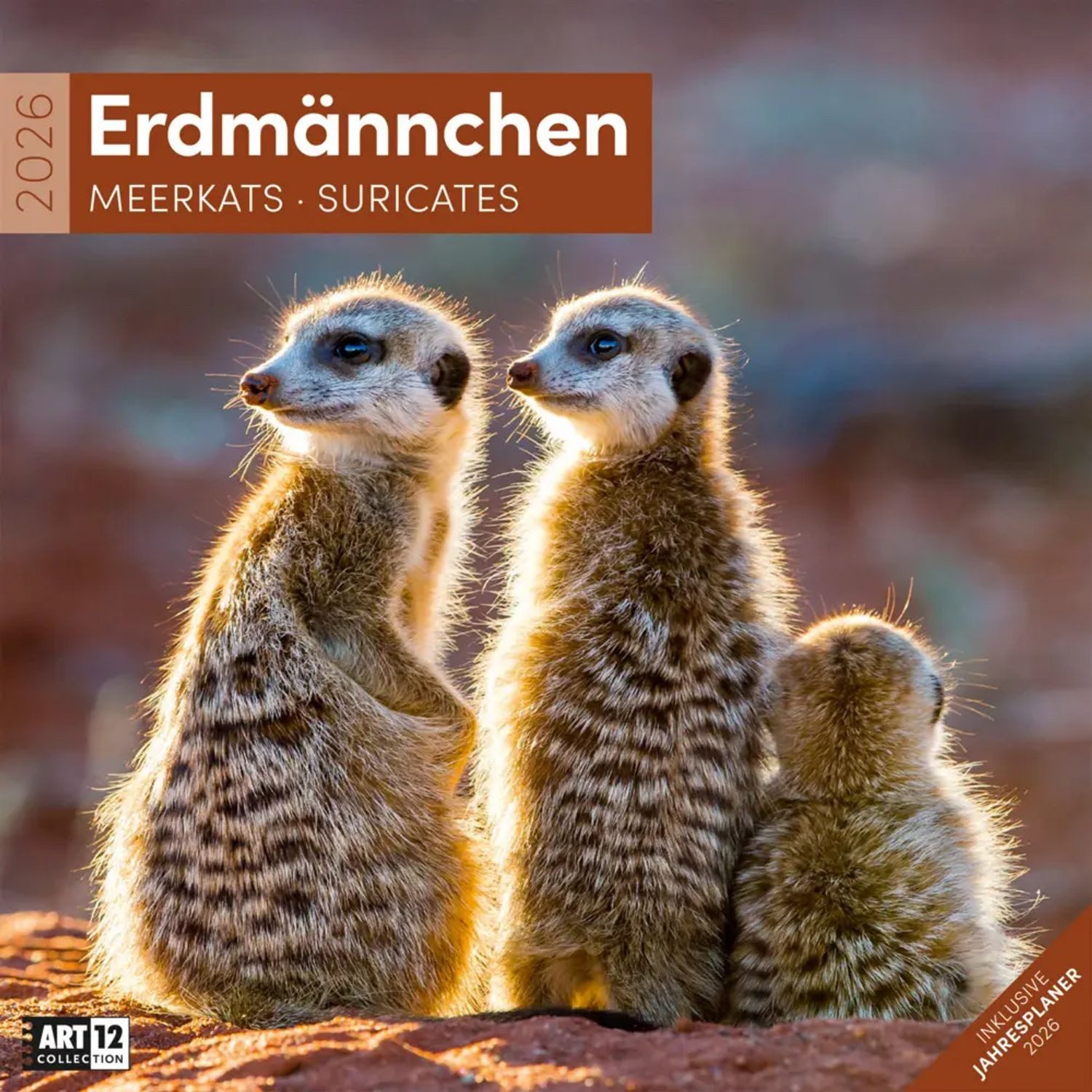 Ackermann Wandkalender Erdmännchen Broschürenkalender 2026 - 30x30 - Art12