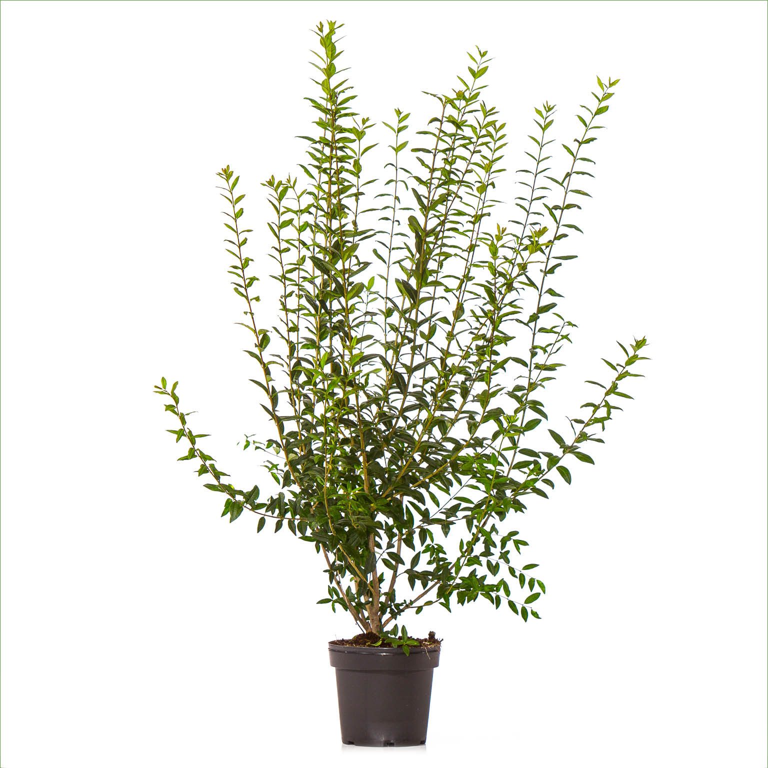Dehner Hecken Wintergrüner Liguster Atrovirens, 10 m Hecke, 100-150 cm, 30 Pflanzen, wintergrüne Sichtschutz-Hecke, weiße Blüten ab Juni