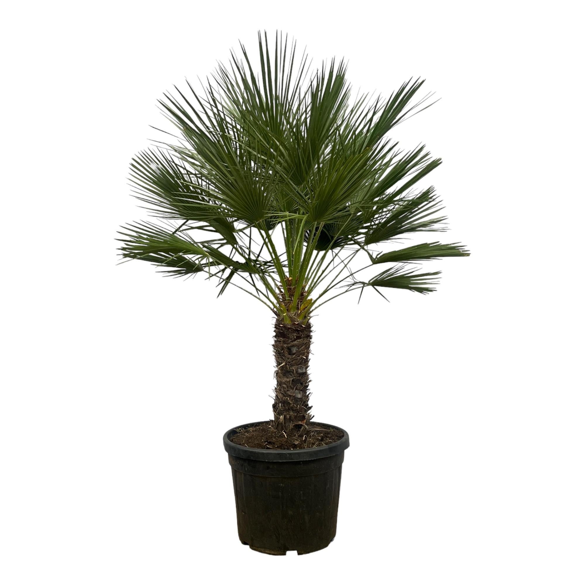 Florora Kübelpflanzen Chamaerops humilis – Zwergpalme – 150 cm – Topf 45 cm