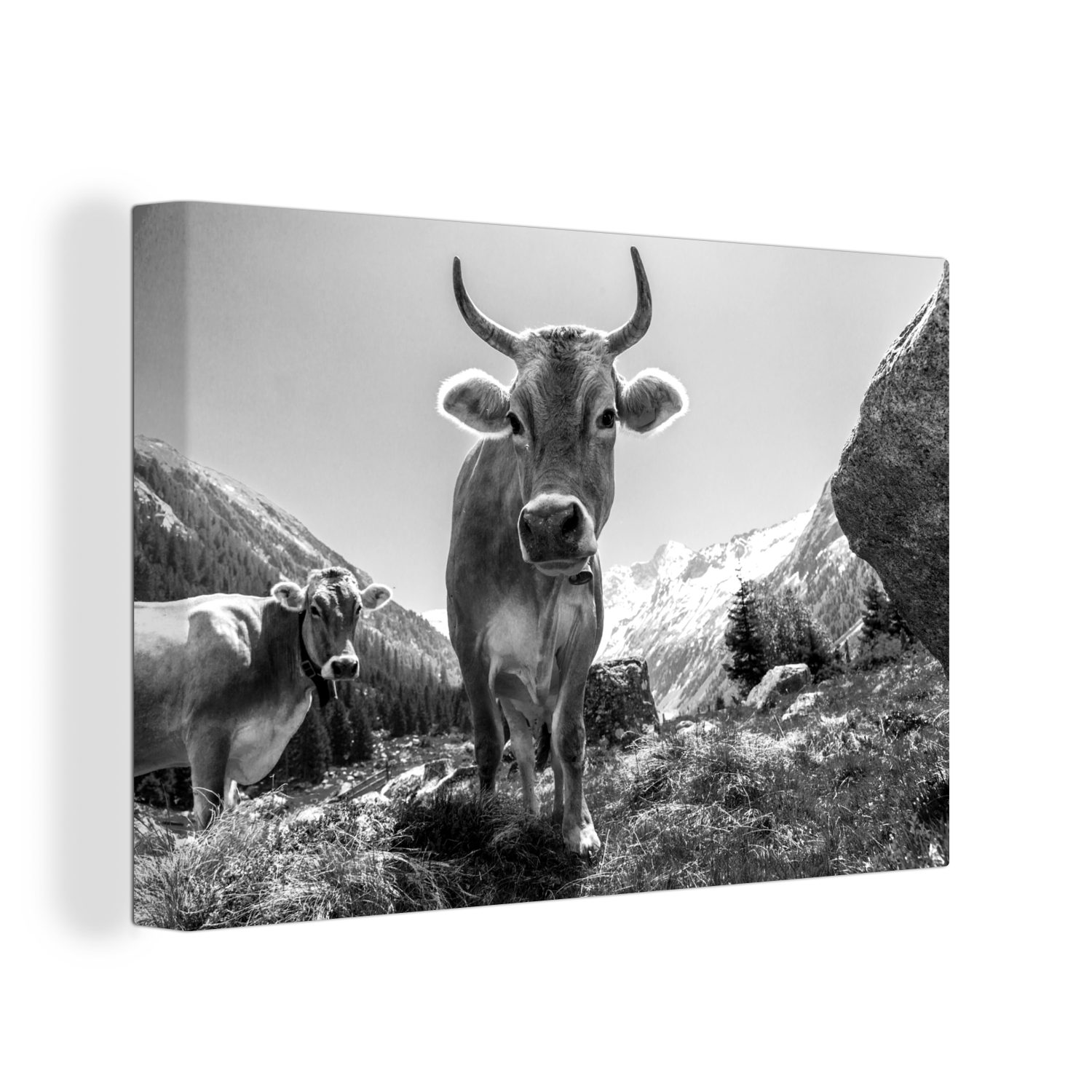 OneMillionCanvasses® Leinwandbild Eine Alpenkuh vor einem günstig online kaufen