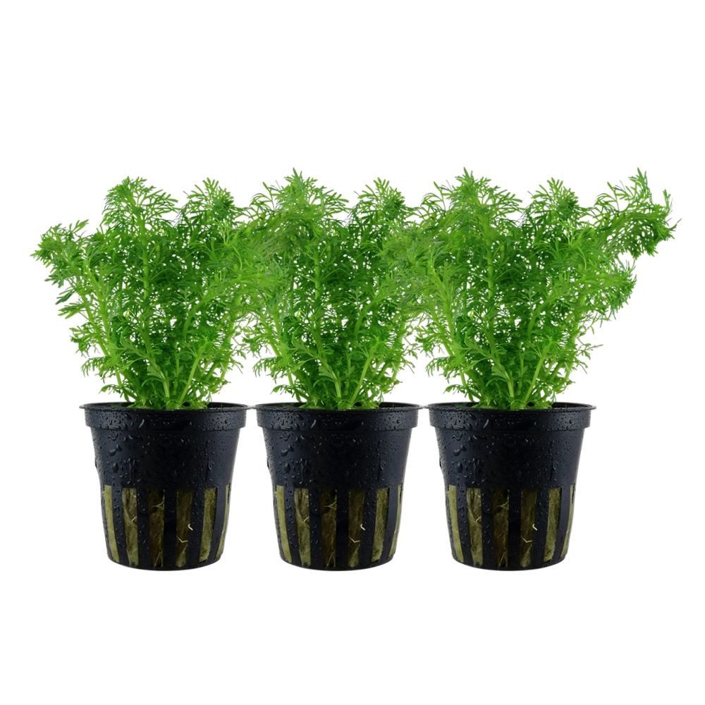 Aquaone Wasserpflanze Aquarium Pflanze 3 Stück Limnophila sessiliflora Nr.347