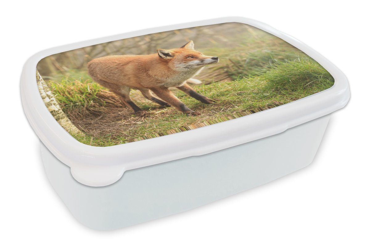 Leitfaden für den Versandhandel MuchoWow Lunchbox Fuchs - Mädchen weiß und Wald und für - Kinder Brotdose, für Licht, Brotbox Jungs Erwachsene, Kunststoff, (2-tlg)