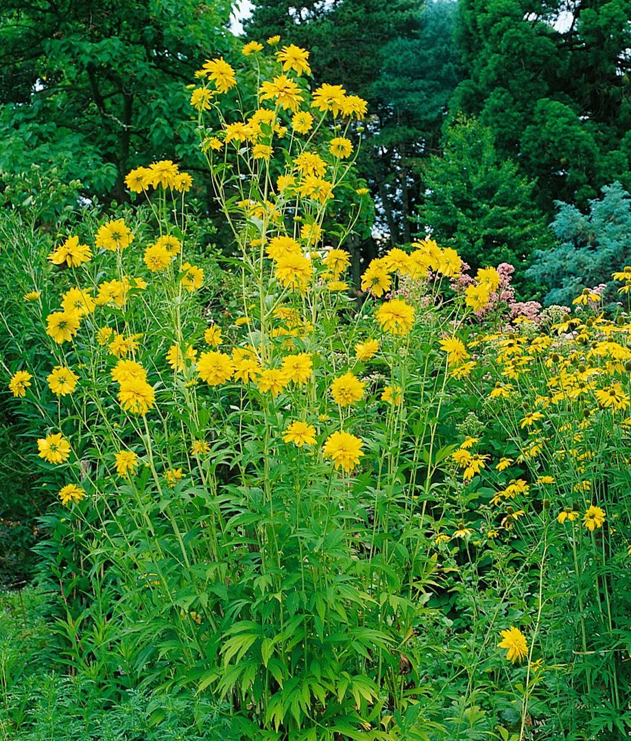 Pflanzen für Dich Staude Rudbeckia lac. Goldquelle, 1 St., Goldquelle-Sonnenhut, Garten-Sonnenhut