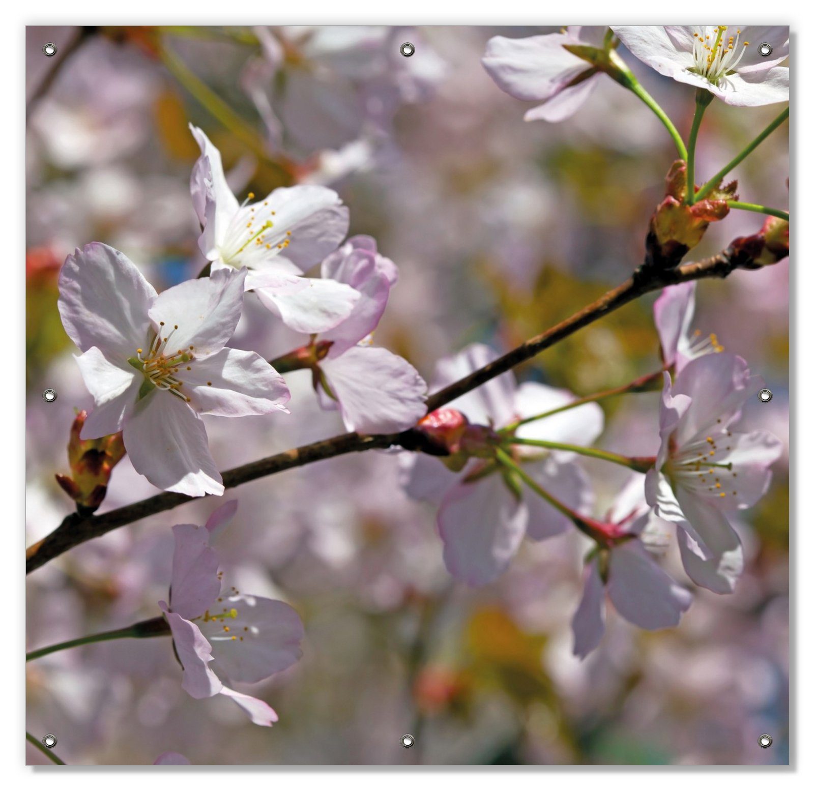 Sonnenschutz Kirschblüten in zartem Rosa - Frühling im Garten, Wallario, blickdicht, mit Saugnäpfen, wiederablösbar und wiederverwendbar