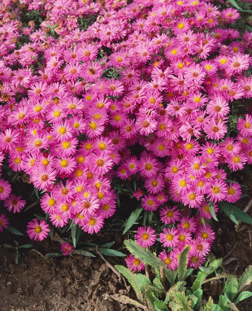 Pflanzen für Dich Staude Aster dumosus Heinz Richard, 1 St., Kissen-Aster, Herbstaster