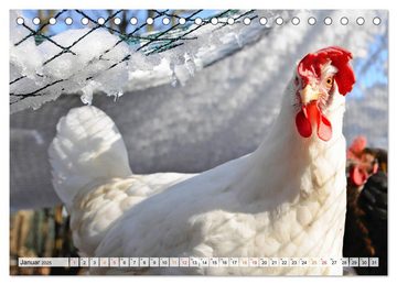 CALVENDO Wandkalender Stadthühner (Tischkalender 2025 DIN A5 quer), CALVENDO Monatskalender