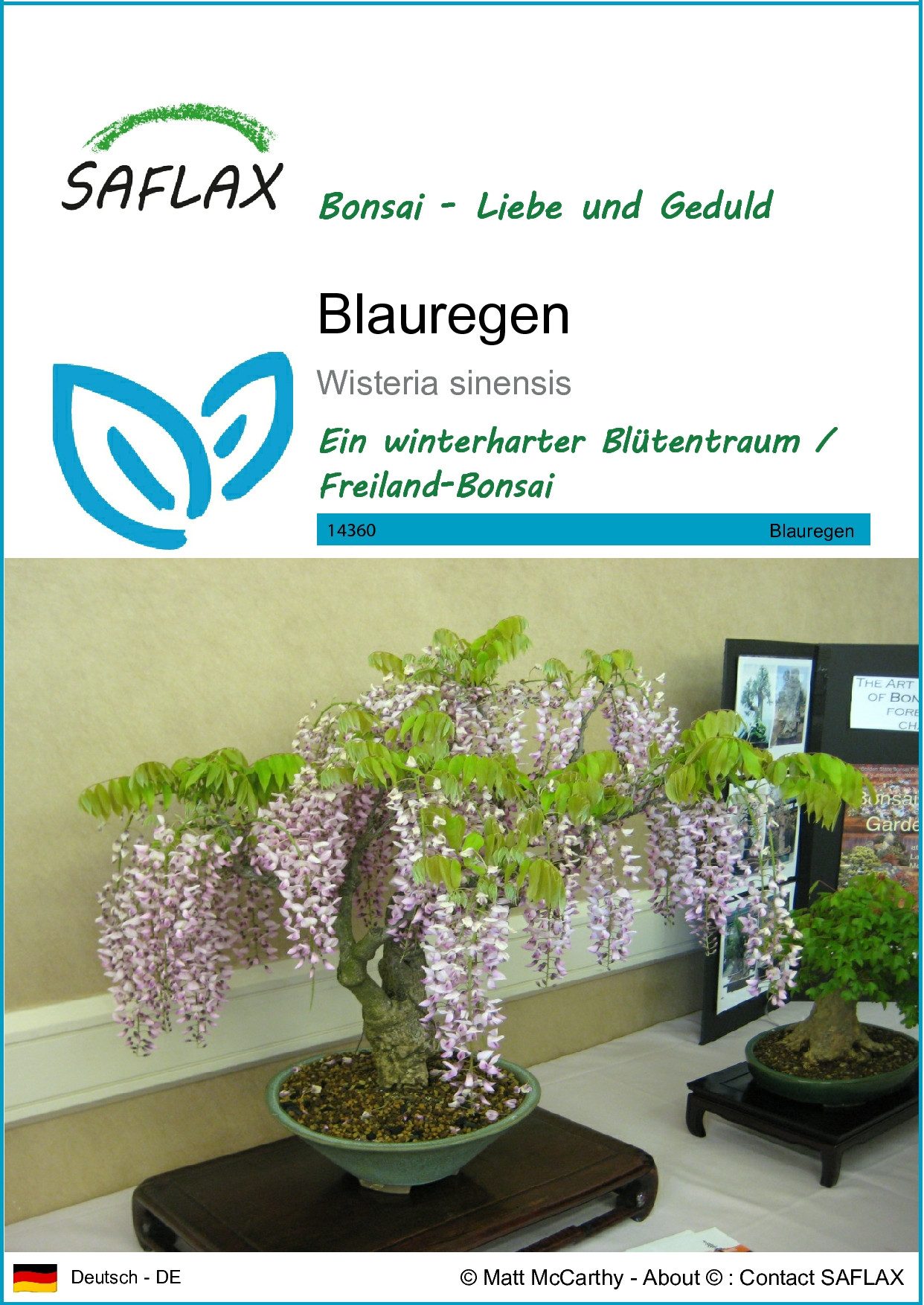 Blumensamen SAFLAX - Samen - Blauregen