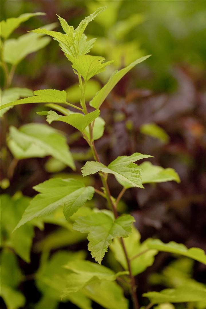 Pflanzen für Dich Gehölze Physocarpus opul. Angel Gold, 1 St., Fasanenspiere