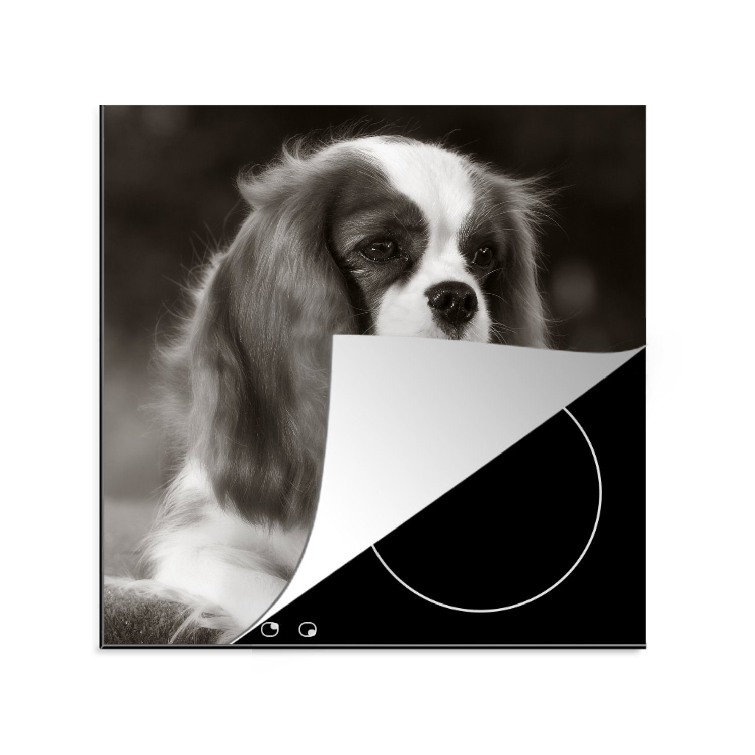 MuchoWow Herdblende-/Abdeckplatte Schwarz-Weiß-Foto eines Cavalier King Charles Spaniels, Vinyl, (1 tlg), 78x78 cm, Ceranfeldabdeckung, Arbeitsplatte für küche
