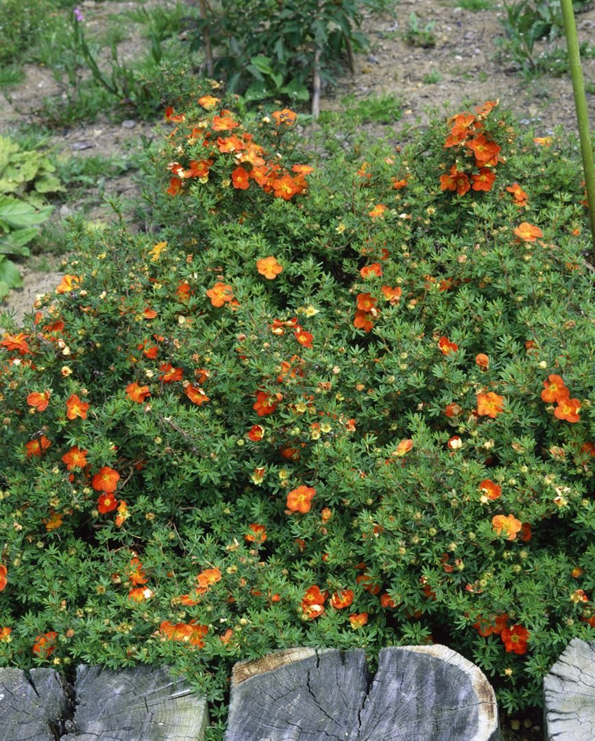 Pflanzen für Dich Bodendecker Potentilla 'rot', 1 St., Fingerstrauch, Fünffingerstrauch, rote Blüten, kompakter Wuchs – Bild 5 von 5