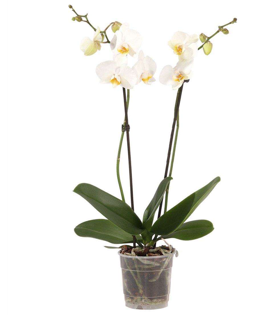 Dehner Zimmerpflanze Schmetterlingsorchidee, Phalaenopsis cultivars, zweitriebig, pflegeleichte Blühpflanze mit langer Blütezeit