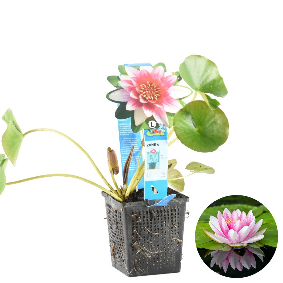 Bloomique Wasserpflanze Nymphaea Attraction, Seerose, Rot, Teichpflanze, 20-30 cm, Topf 11 cm, 1 St.