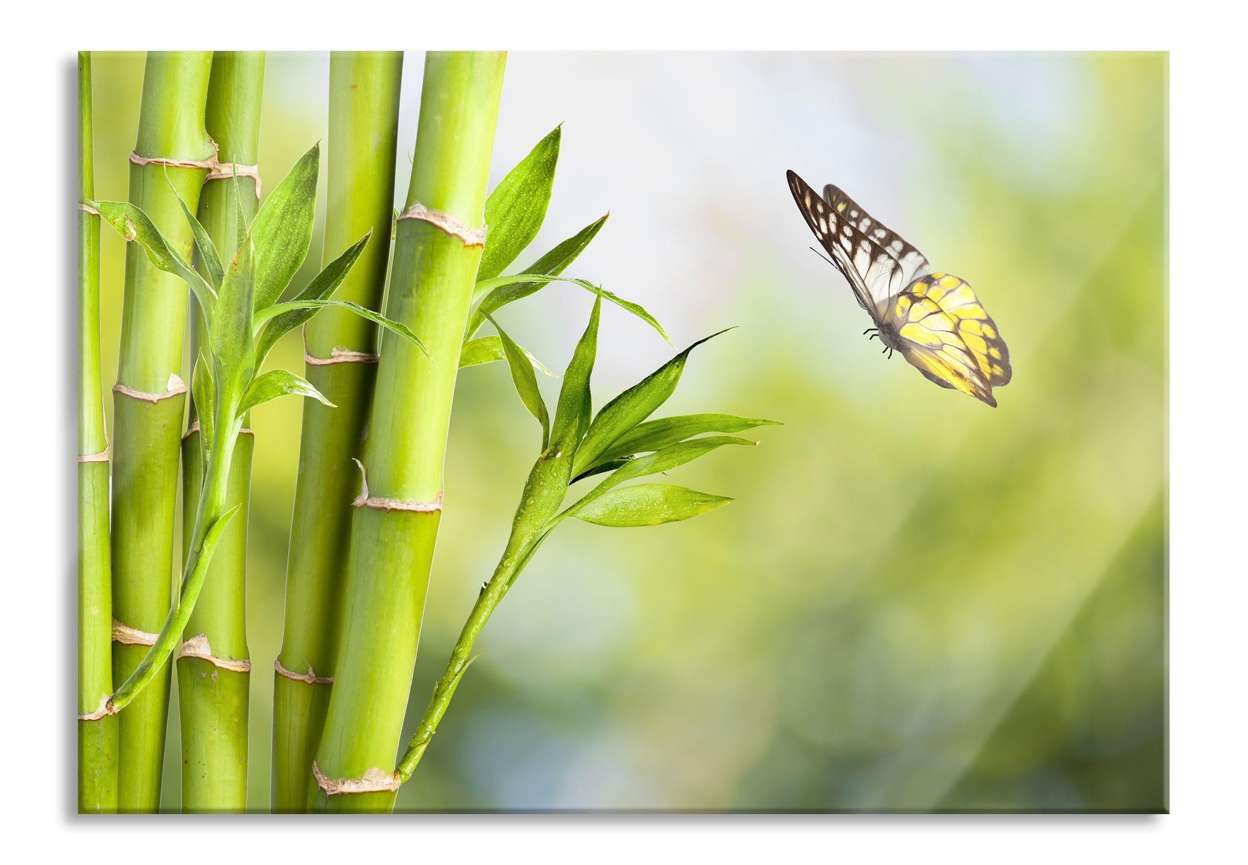 Bambus mit Schmetterling, Echtglas, Glasbild und aus mit inkl. Glasbild St), Pixxprint Abstandshalter (1 Aufhängungen Schmetterling Bambus