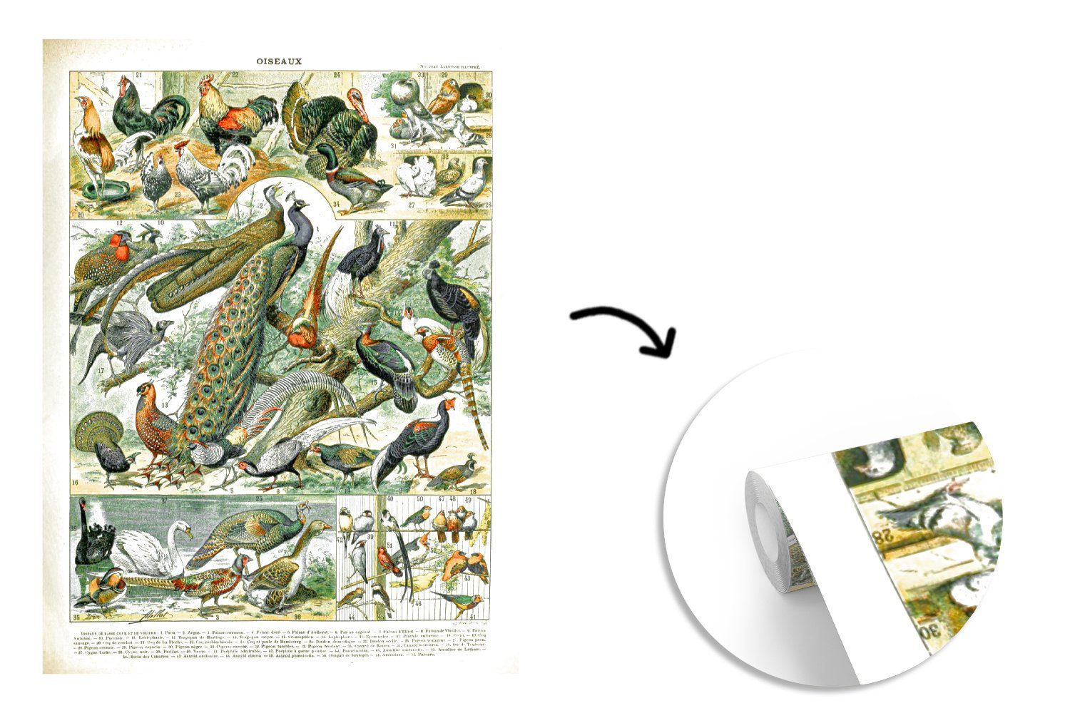 St), Montagefertig Wandtapete Tiere bedruckt, Fototapete MuchoWow - Jahrgang, Matt, Wohnzimmer, für (4 Tapete Vögel Vinyl -