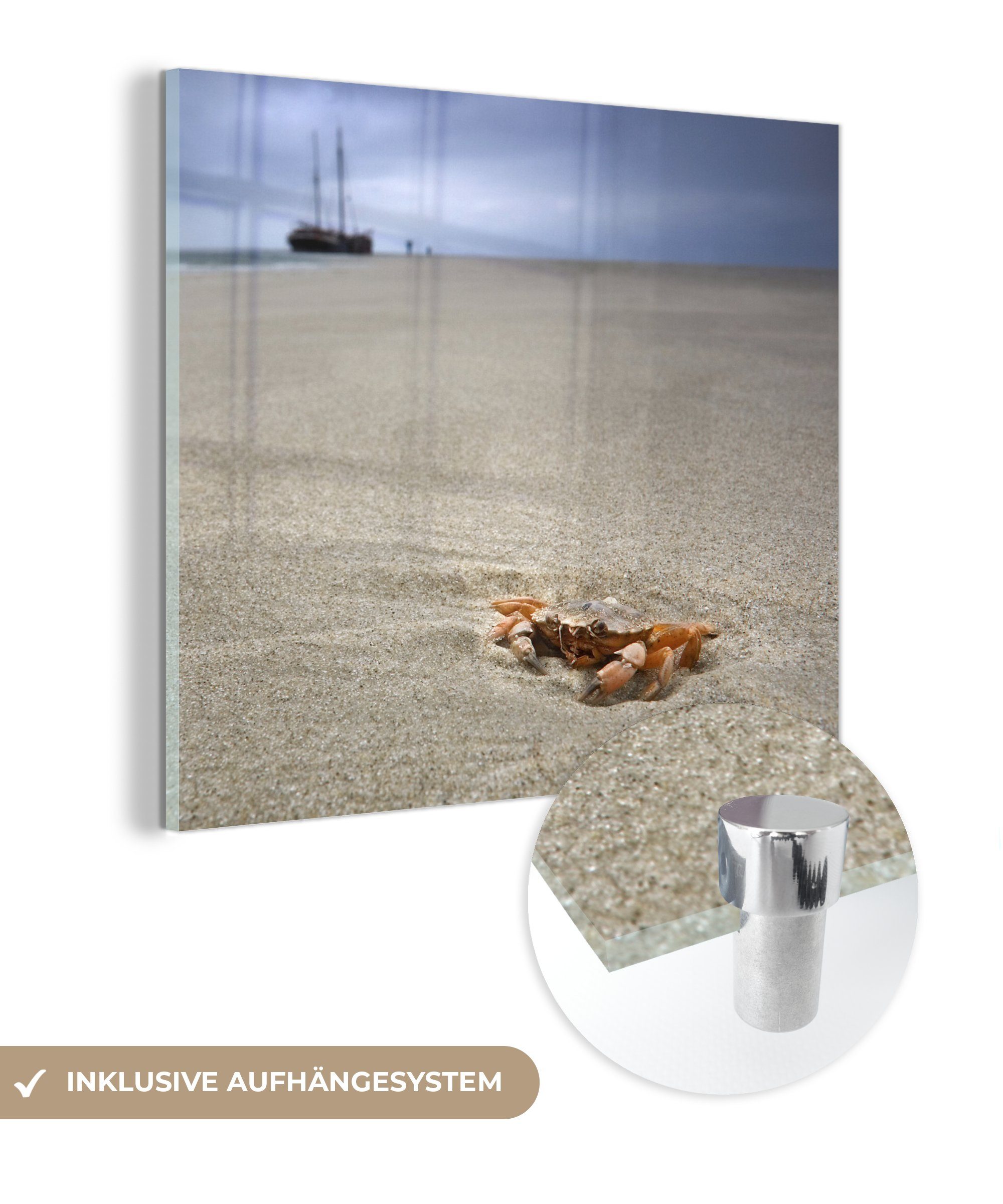 MuchoWow Acrylglasbild Eine Krabbe am Strand der niederländischen Insel Terschelling, (1 St), Glasbilder - Bilder auf Glas Wandbild - Foto auf Glas - Wanddekoration
