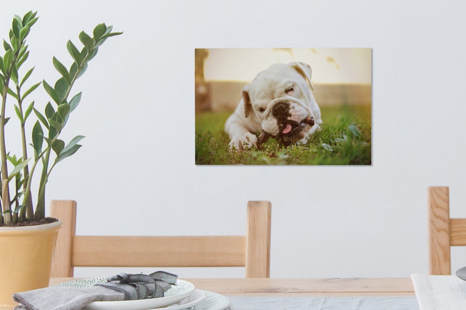 OneMillionCanvasses® Leinwandbild Englisch - Bulldogge - Leinwandbilder, Wandbild Aufhängefertig, St), Garten, 30x20 cm (1 Wanddeko