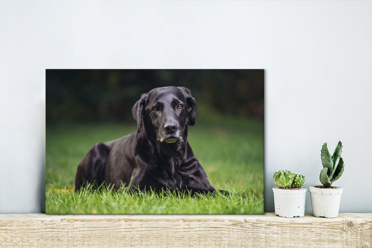 Ein 30x20 Wandbild Aufhängefertig, Wanddeko, St), OneMillionCanvasses® im Leinwandbilder, cm Labrador Gras, Leinwandbild (1 schwarzer