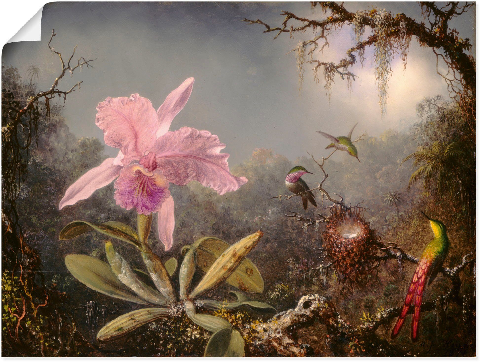 Artland Wandbild Cattleya Orchidee und drei Kolibris., Blumenbilder (1 St), als Leinwandbild, Poster in verschied. Größen