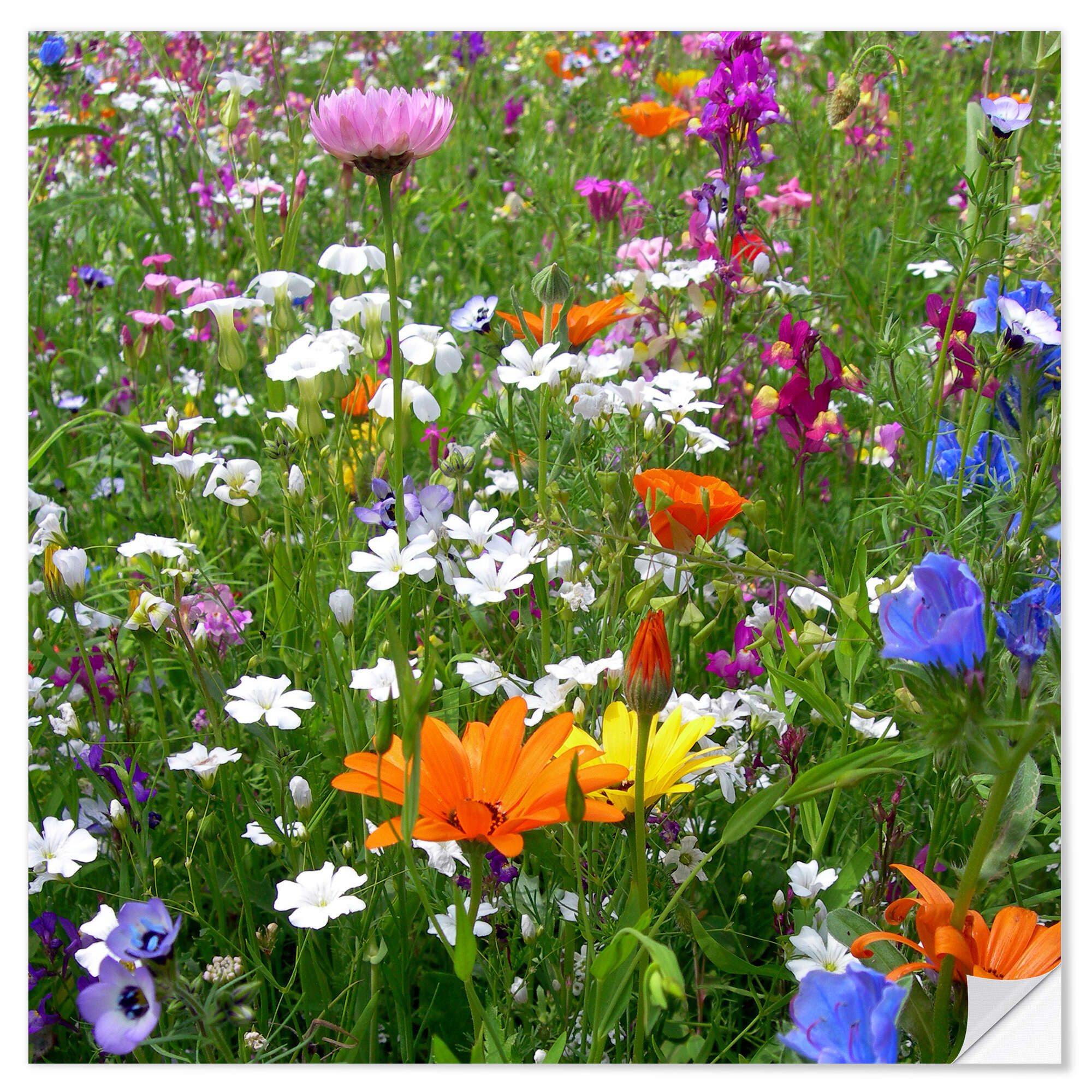 Posterlounge Wandfolie blackpool, Blumenwiese, Fotografie günstig online kaufen