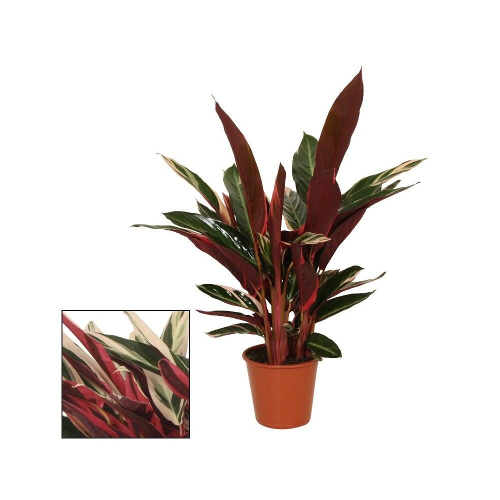 Exotenherz Zimmerpflanze Schattenpflanze ausgefallenem Blattmuster Calathea triostar 14cm Topf
