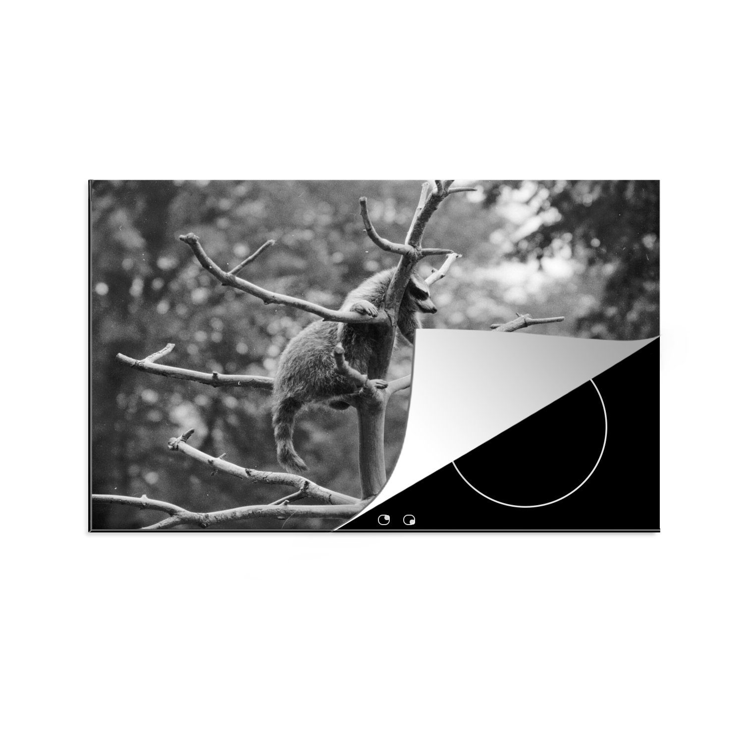 Schutz Baum, (1 küche, auf tlg), klettert für Induktionskochfeld Herdblende-/Abdeckplatte cm, Vinyl, MuchoWow die Ceranfeldabdeckung Waschbär 81x52