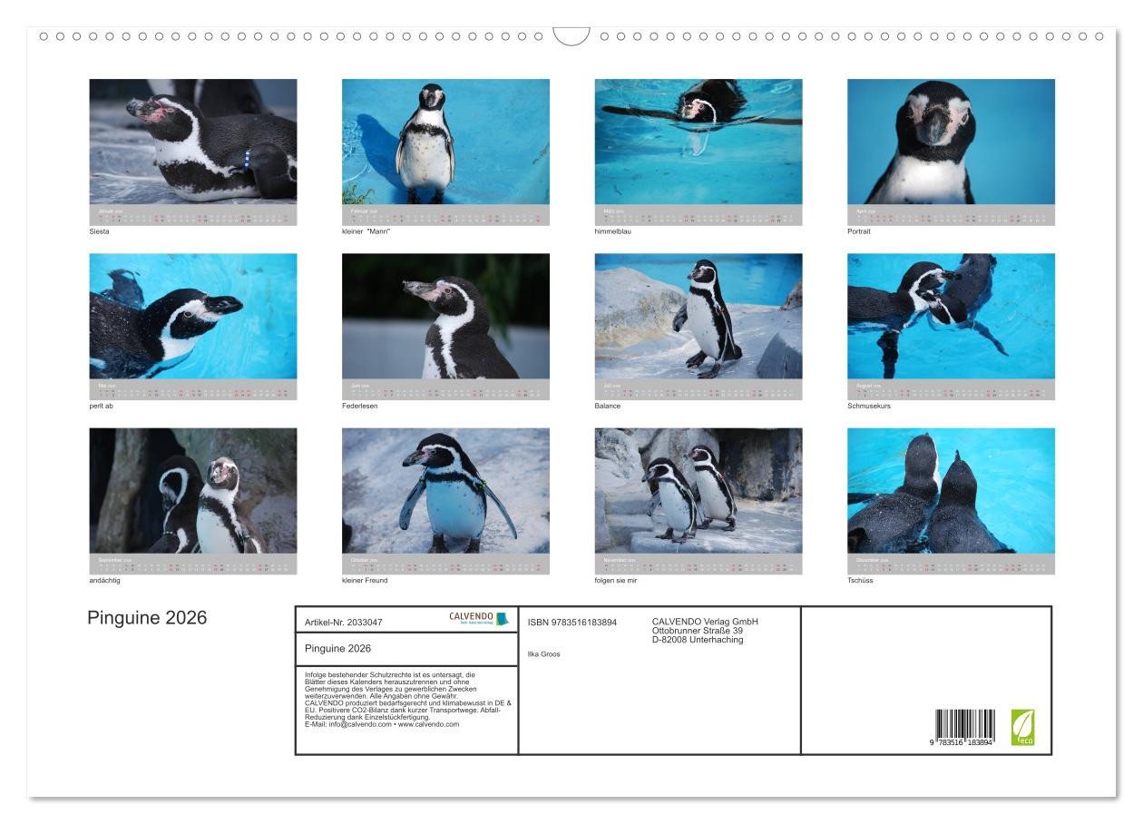 Thumbnail - CALVENDO Wandkalender Pinguine 2026 (Wandkalender 2026 DIN A2 quer), CALVENDO Monatskalender