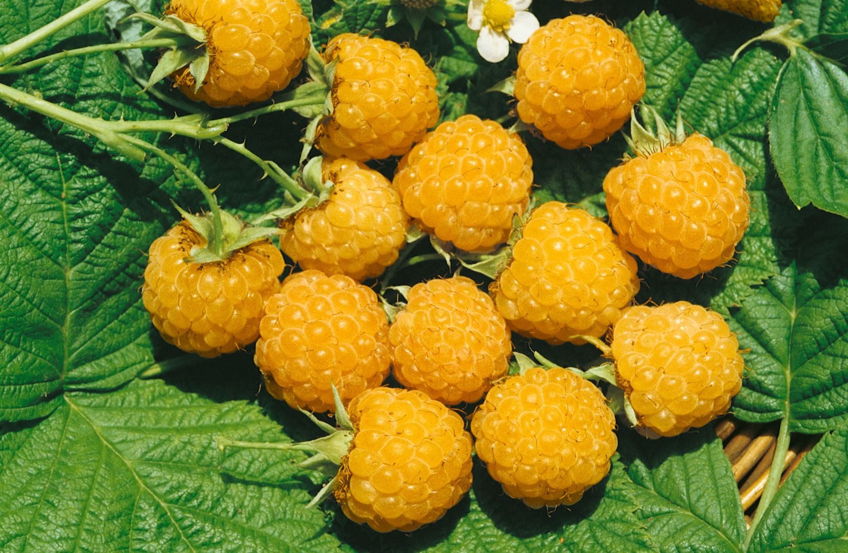 Pflanzen für Dich Obstpflanze Rubus idaeus Fallgold, 1 St., Himbeere, Herbsthimbeere, Gelbe Himbeere, gelbfrüchtig, herbsternte