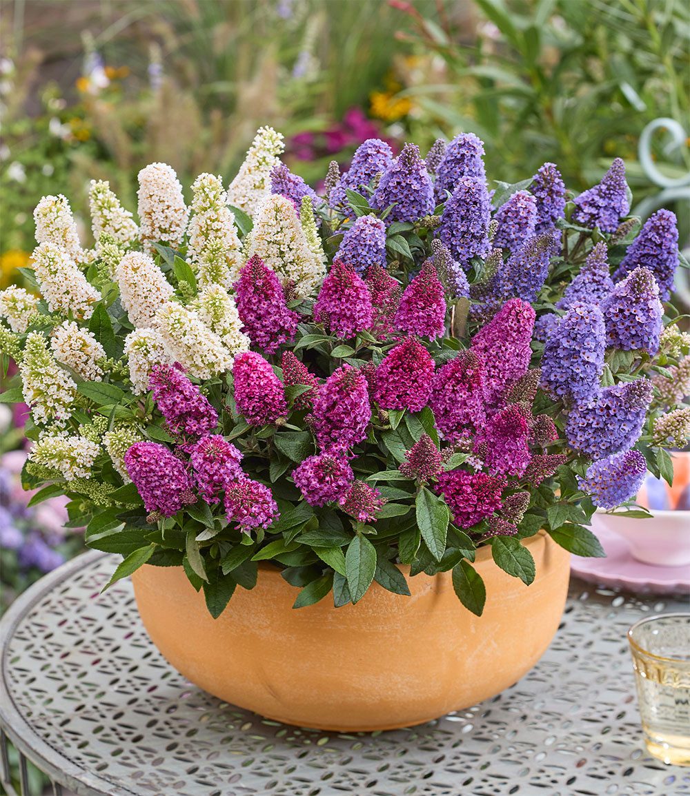 BALDUR Garten Zierstrauch Zwerg-Schmetterlingsflieder 'Little Rockstars®' rot, 1 St., Sommerflieder, lange Blütezeit, winterhart, mehrjährig
