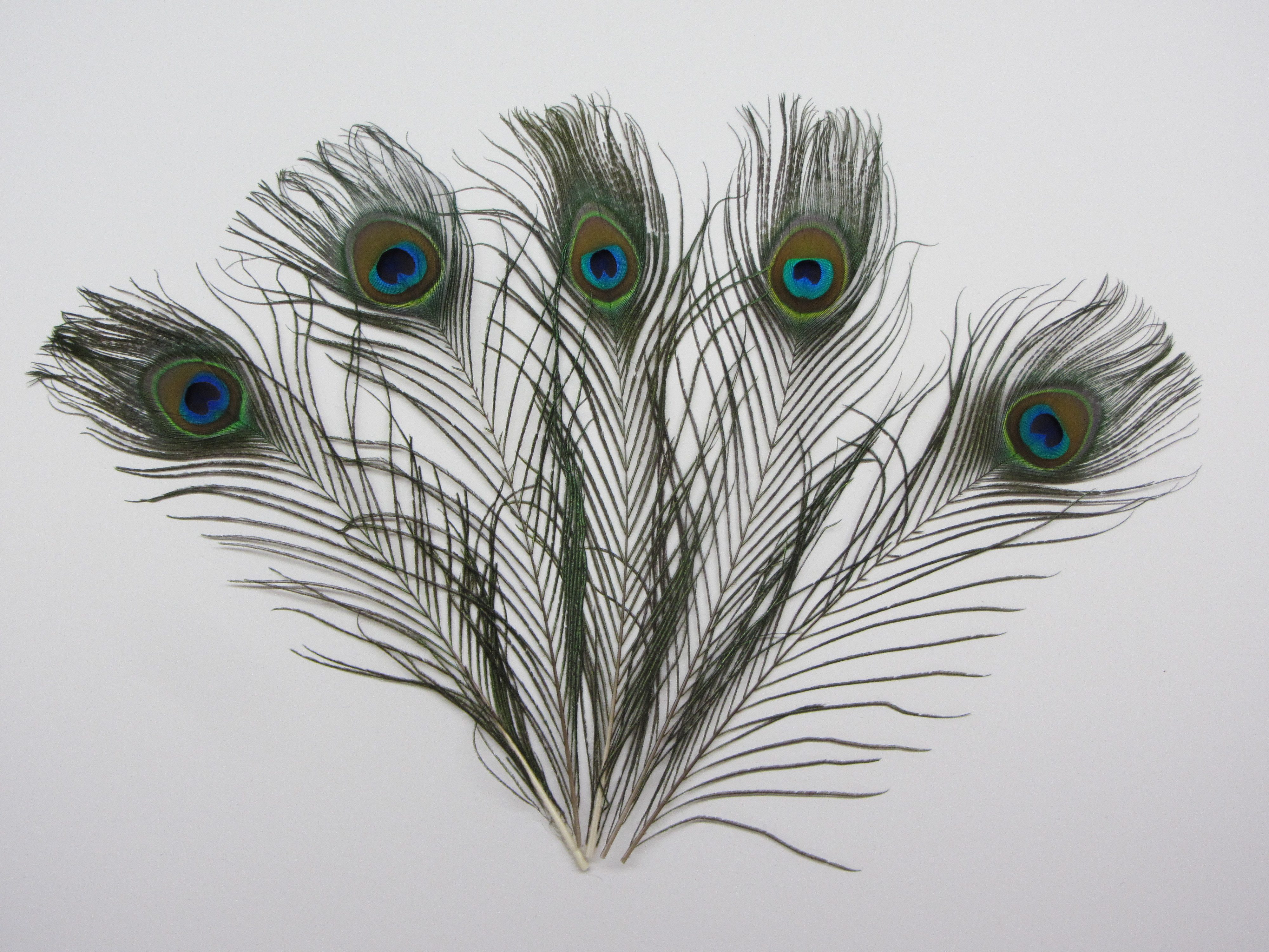 Trockenblume Echte Pfauenfedern 5er Set 30cm Länge, meinvipshop günstig online kaufen